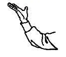 Paume baguazhang : Yang Zhang